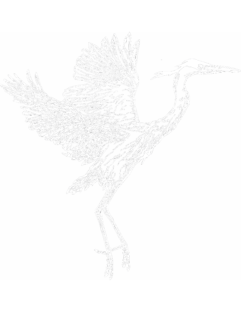 Ilustración en lápiz de una garza a punto de lenvantar vuelo.