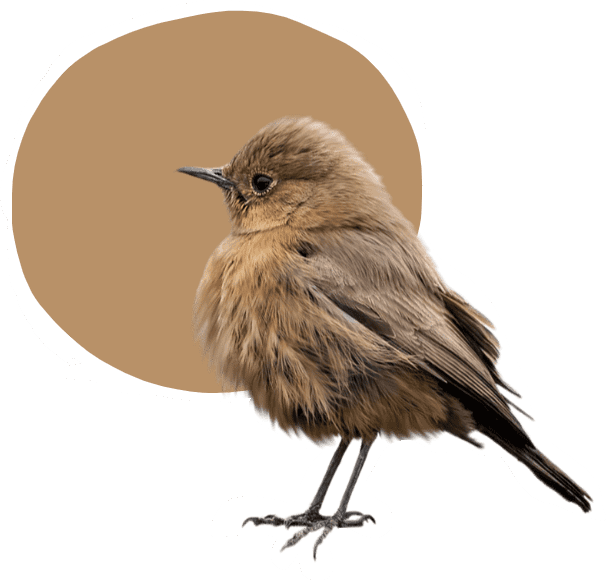 Un collage: la fotografía de un gorrión sobre un círculo de color beige oscuro.